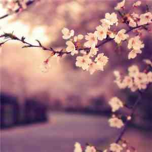 Autumn Nocturne - Sakura download free