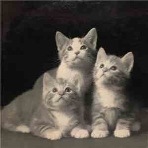 Patty Hanley - Kitten Kapers download free